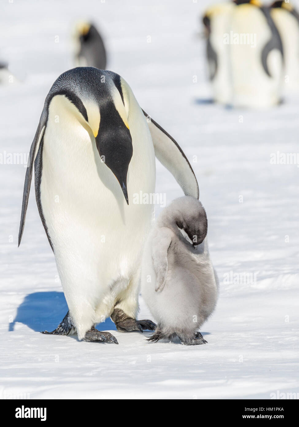 Gould Bay, il Mare di Weddell, Antartide. Xix Nov, 2016. Un pinguino imperatore genitore sembra prendere un'azione rispetto al suo pulcino. Dato che il pulcino è sonnacchioso genitori ala è probabilmente rivolto a wake-up il pulcino. * Si prega di notare LIVE NEWS si applicano i tassi di credito*: Roger Clark/Alamy Live News Foto Stock