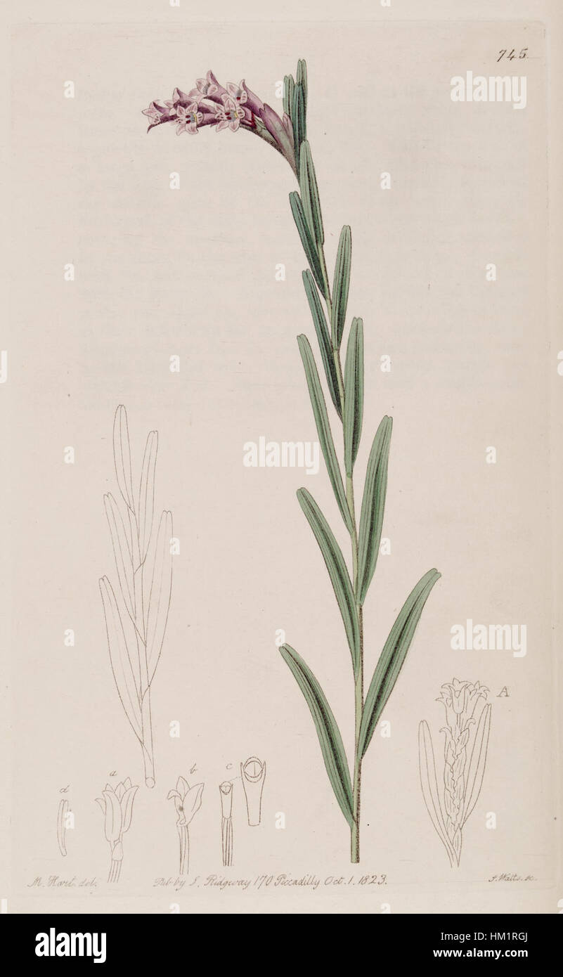Isochilus linearis è una specie di orchidea illustrata nell'edizione 1823 del *Botanical Register*. Conosciuta per le sue lunghe foglie lineari e i caratteristici fiori bianchi, questa specie è originaria delle Americhe tropicali ed è ammirata per la sua struttura floreale unica. Foto Stock
