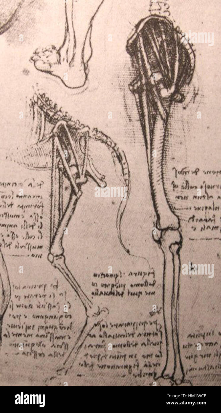 Questo disegno di Leonardo da Vinci esplora le somiglianze anatomiche tra umani e cani. Dimostra l'innovativo studio di Leonardo sull'anatomia, concentrandosi sul sistema scheletrico e muscolare di entrambe le specie, mostrando la sua precisione e abilità artistica. Foto Stock