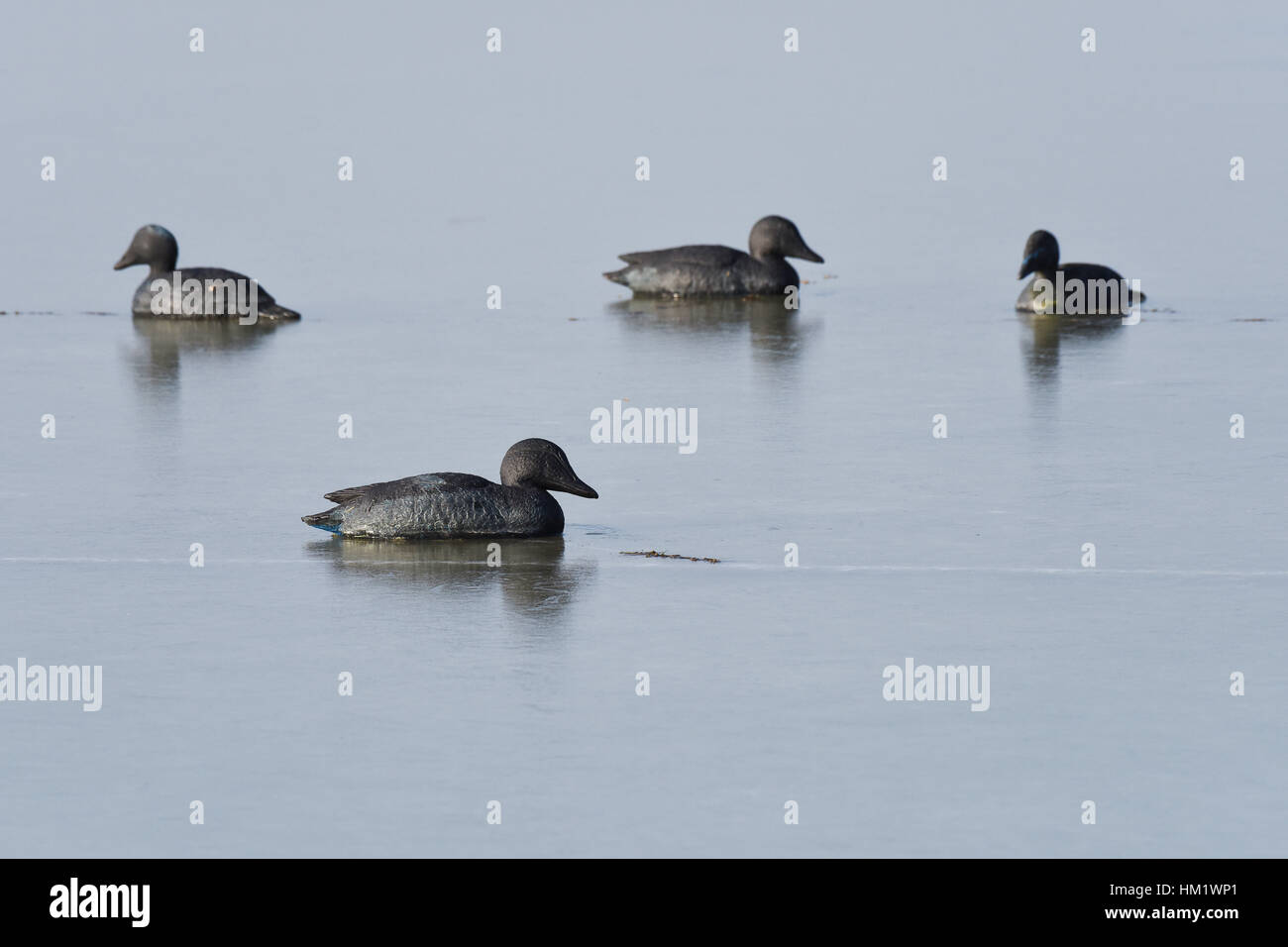Anatre Decoy su acqua ghiacciata sulla Baie de Somme Picardie regione Francia Foto Stock