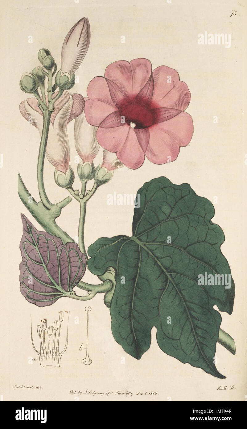 Ipomoea mauritiana, nota anche come I. insignis, è una specie di piante in fiore documentata nel registro botanico del 1815. Questa illustrazione botanica mostra le sue caratteristiche distinte. Foto Stock