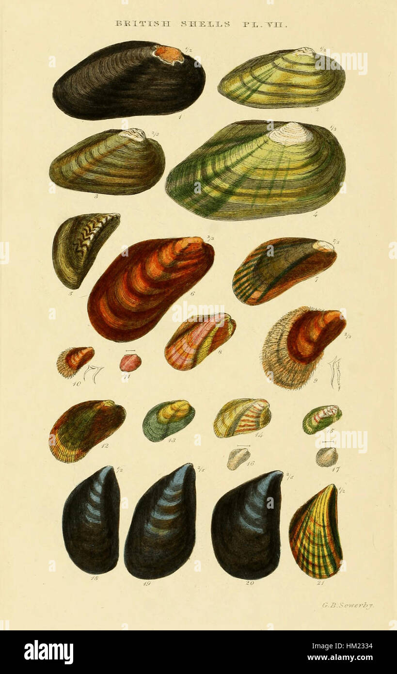 La piastra 07 dell'indice illustrato delle conchiglie britanniche mostra un'illustrazione dettagliata di vari conchiglie marine britanniche. L'opera d'arte serve sia come riferimento scientifico che come studio della storia naturale, mostrando la diversità e la bellezza della vita marina. Foto Stock