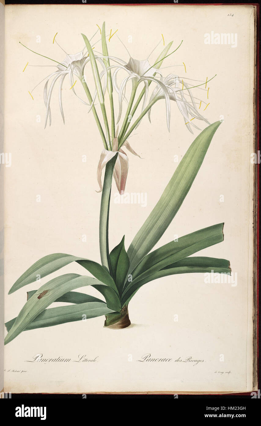 Hymenocallis littoralis, noto anche come Pancratium littorale, è una pianta costiera nota per i suoi impressionanti fiori bianchi e la capacità di prosperare negli ambienti costieri. Si trova lungo le spiagge sabbiose e le regioni costiere. Foto Stock Hymenocallis littoralis, noto anche come Pancratium littorale, è una pianta costiera nota per i suoi impressionanti fiori bianchi e la capacità di prosperare negli ambienti costieri. Si trova lungo le spiagge sabbiose e le regioni costiere. Foto Stock