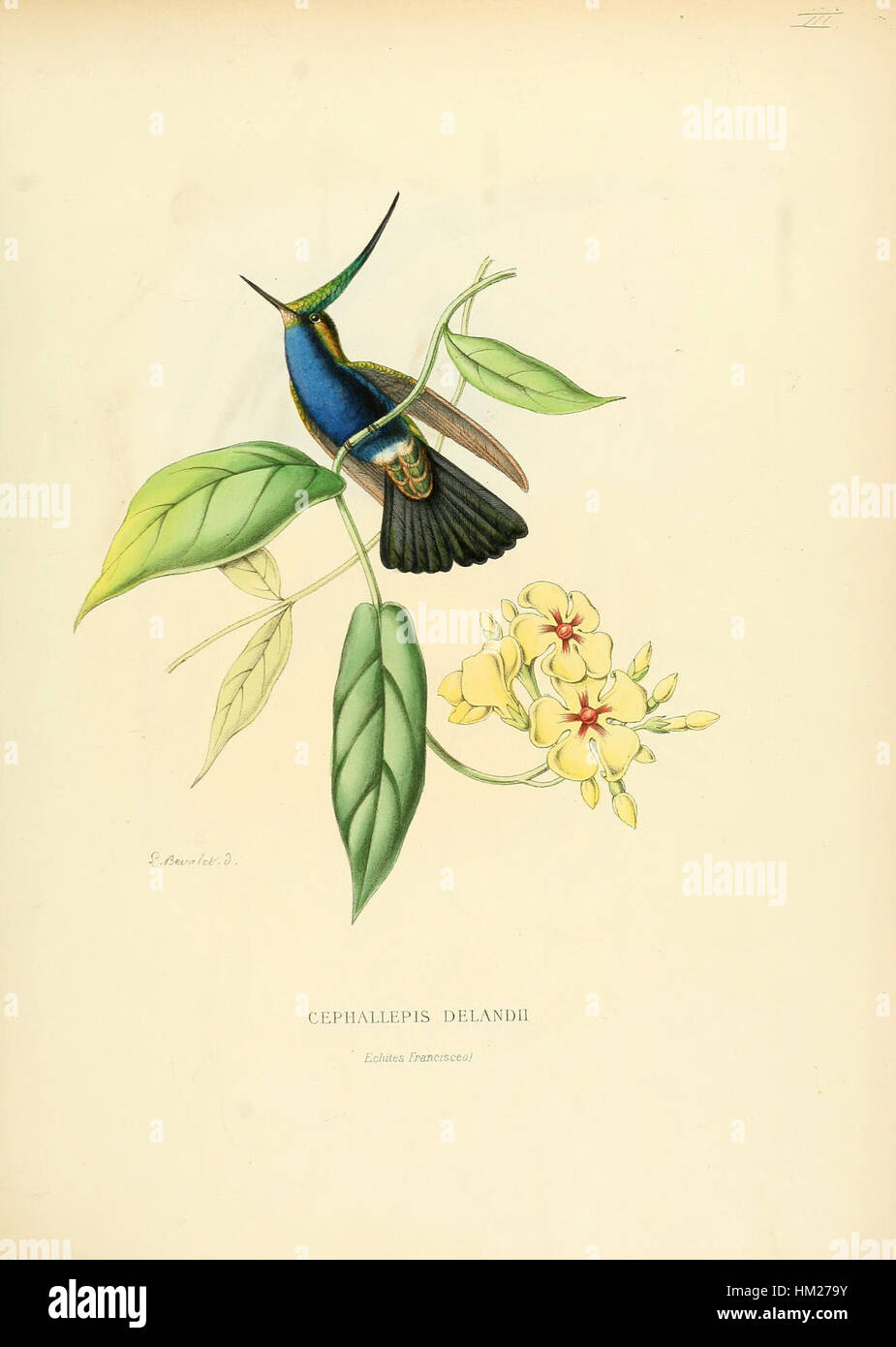 Questa opera d'arte, intitolata "Histoirenaturell00muls 0013", presenta una composizione ispirata alla natura che si concentra su forme organiche e linee fluide, comune nell'arte ambientale del XXI secolo. Foto Stock