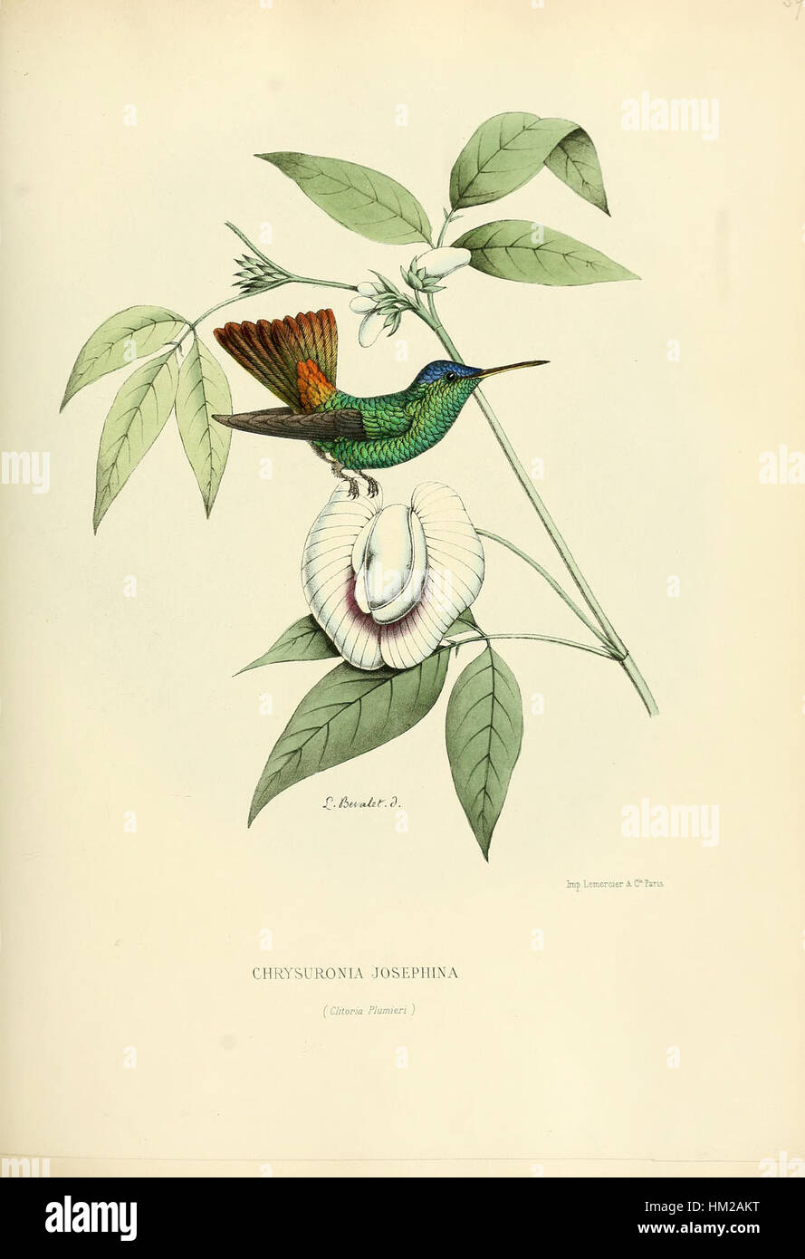 Questa opera storica intitolata "Histoirenaturell31877muls 0187" è un'opera d'arte ispirata alla natura, che cattura la bellezza e i dettagli del mondo naturale con intricate pennellate e precisione realistica. Foto Stock