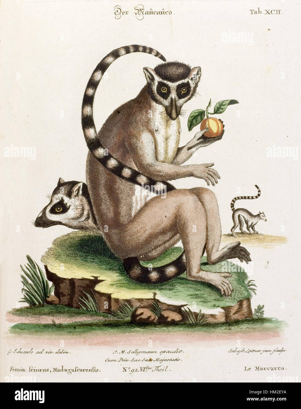 Questo dipinto di George Edwards presenta una catta di lemuri, o lemure a coda ad anello, che mostra le sue caratteristiche peculiari e l'habitat nativo. Foto Stock
