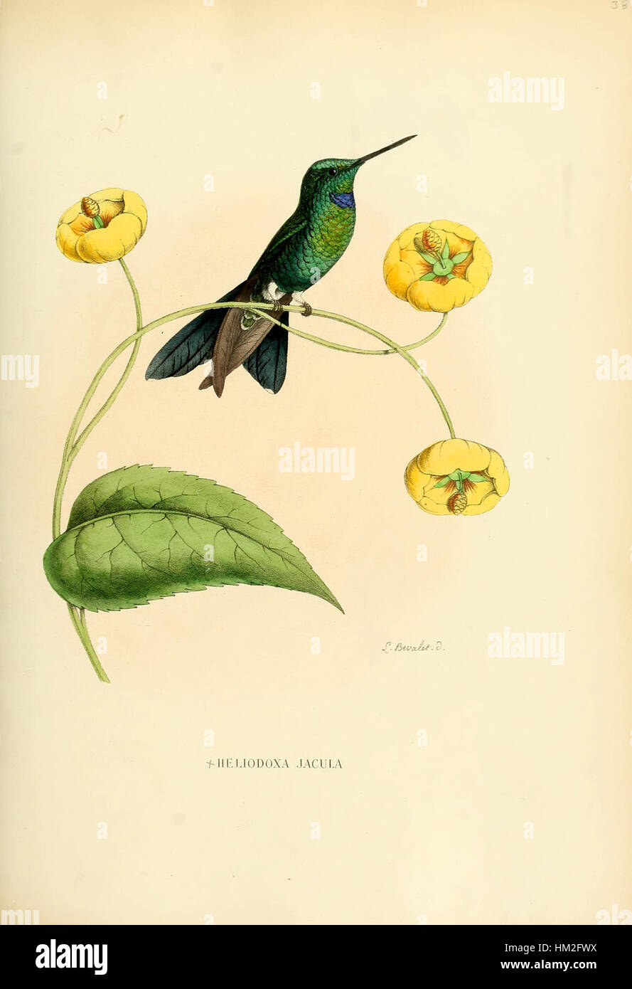 Questa opera d'arte è una rappresentazione storica della natura, probabilmente del XIX secolo. Il pezzo è caratterizzato da dettagli intricati e da un'enfasi sugli elementi naturali, che ritraggono la bellezza del mondo naturale. Foto Stock