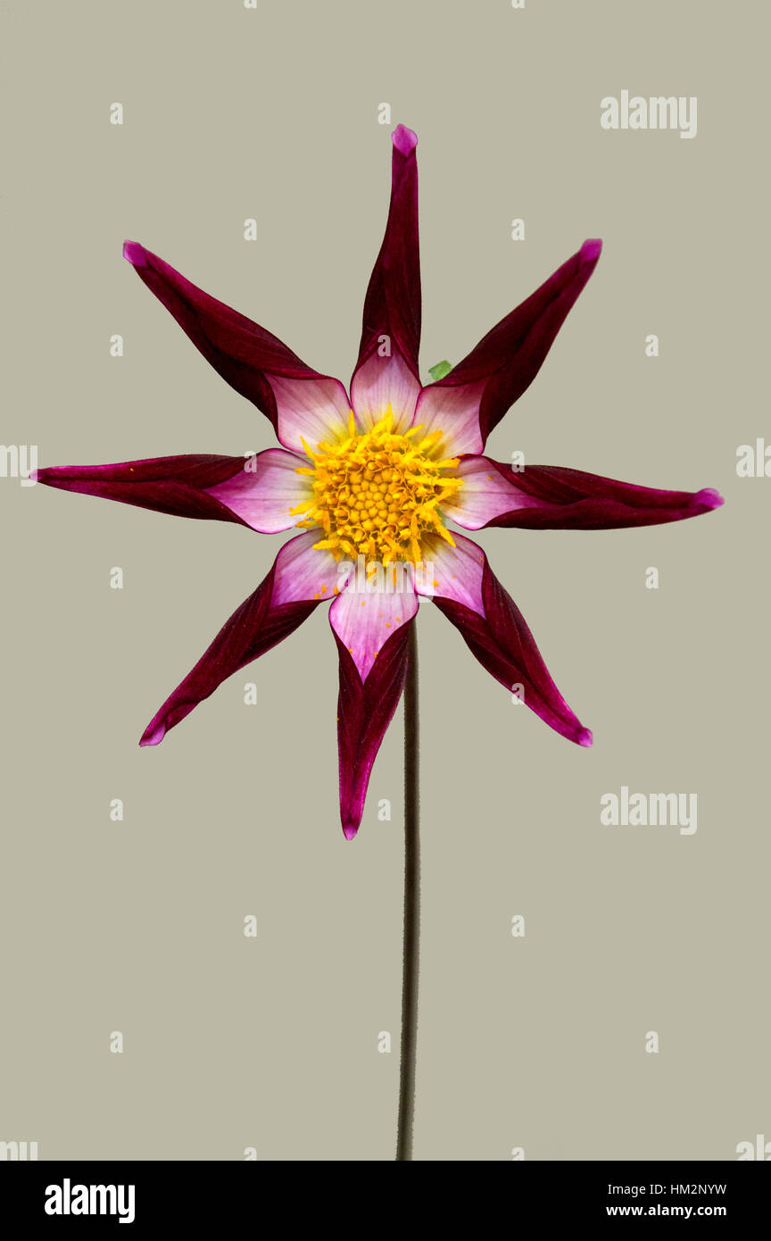 Dalie in dalia spettacolo presso il Giardino Nazionale mostrano, Shepton Mallet, Somerset, Regno Unito. Foto Stock