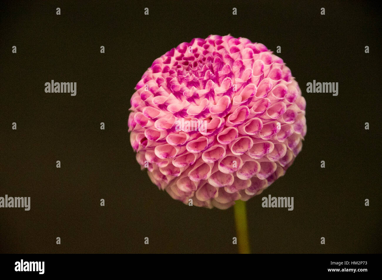 Dalie in dalia spettacolo presso il Giardino Nazionale mostrano, Shepton Mallet, Somerset, Regno Unito. Foto Stock