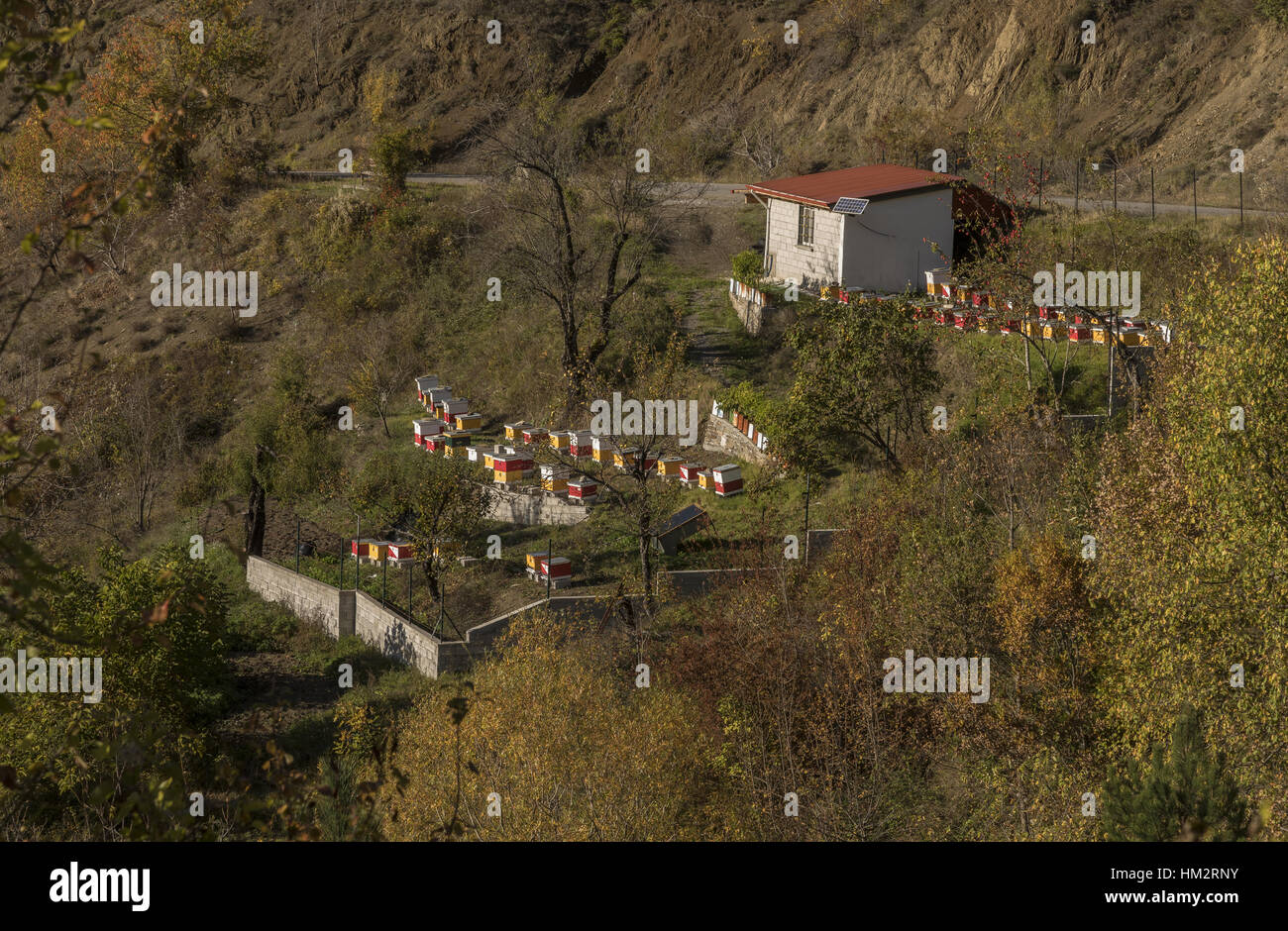 Apicoltura nel villaggio di montagna, Vrisochori, Zagorochoria, Grecia del nord. Foto Stock