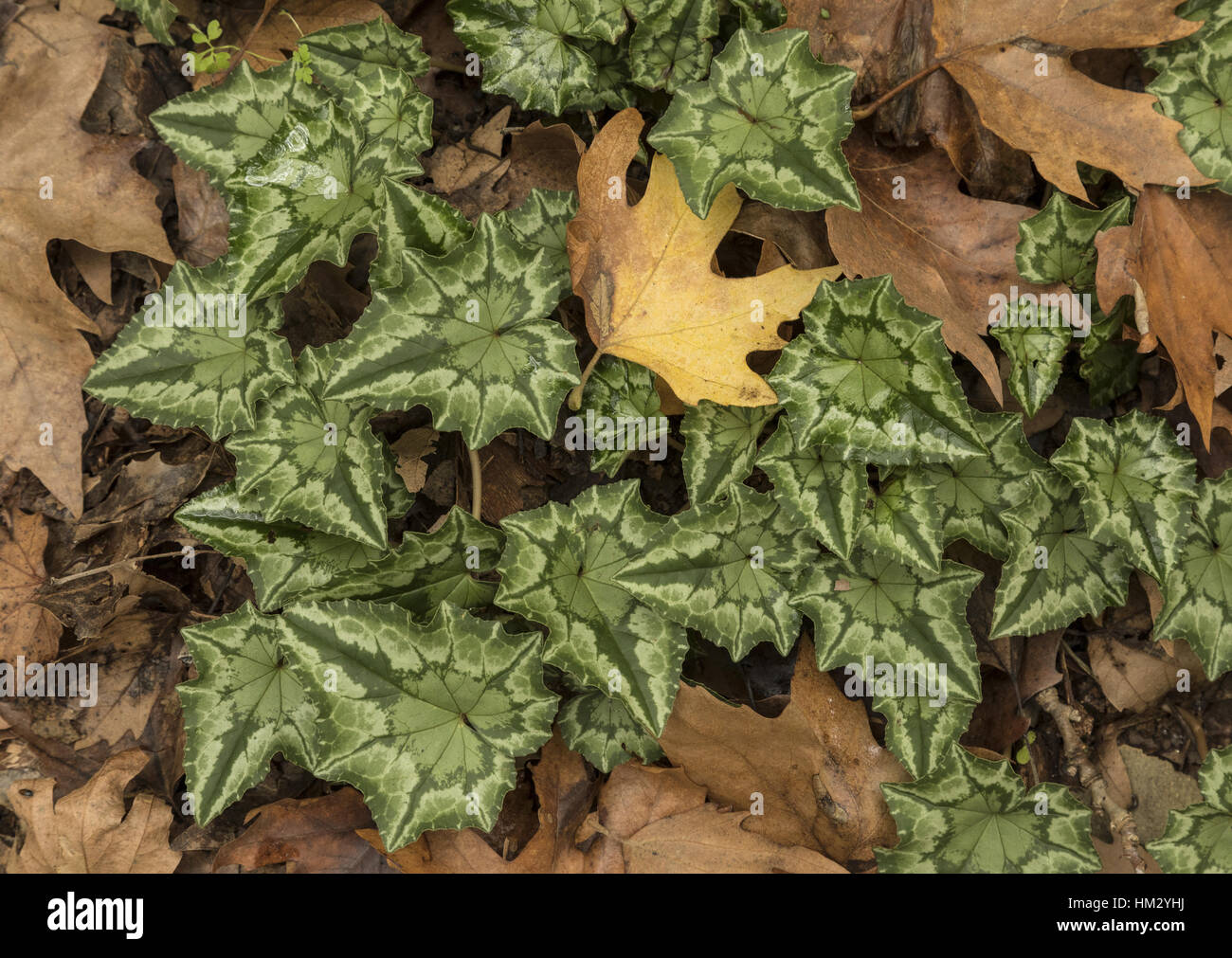 Foglie di Cyclamen hederifolium tra caduti piano orientali, foglie di autunno Foto Stock