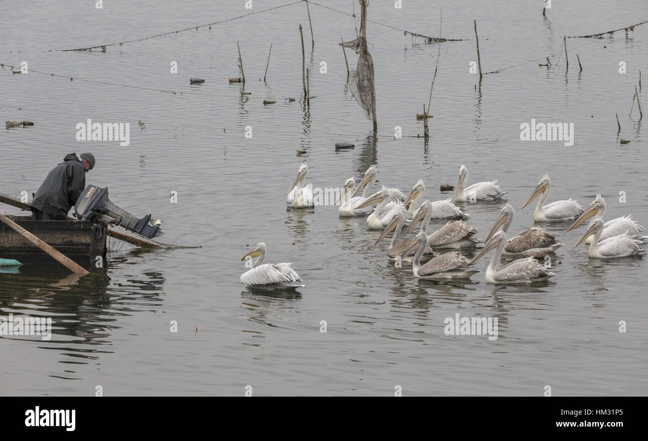 Pellicani dalmata, alimentando il pesce dal pescatore in autunno, il lago di Kerkini, Grecia, Foto Stock