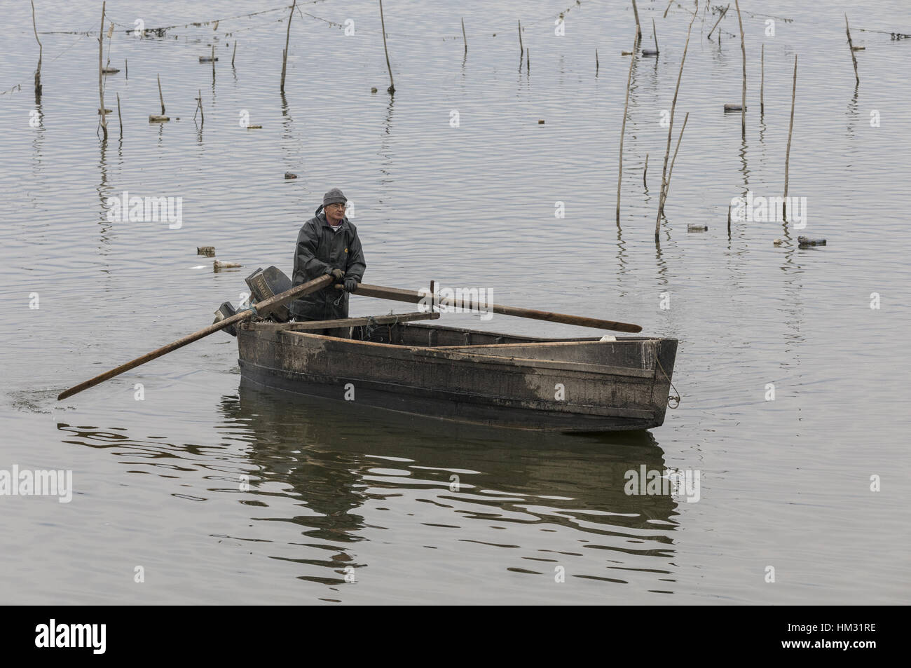 Vecchio Pescatore preparazione di mangimi pellicani dalmata, il lago di Kerkini, Grecia, Foto Stock