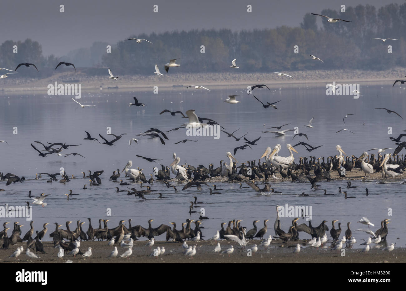 Grande pellicani bianchi, cormorani in comune e a testa nera gabbiano sono ' appollaiati e alimentazione, il lago di Kerkini, Grecia. Foto Stock