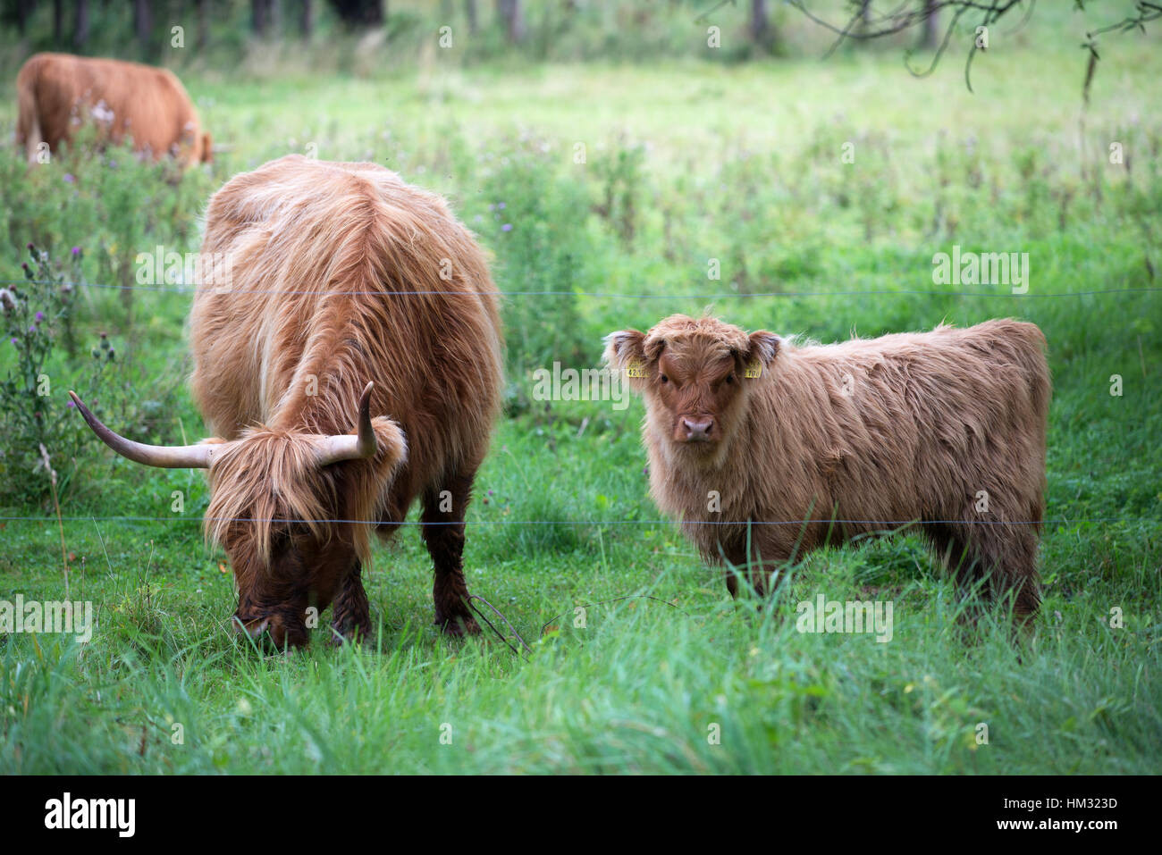 Capelli lunghi le mucche al pascolo, Kihnu Isola, Estonia Foto Stock