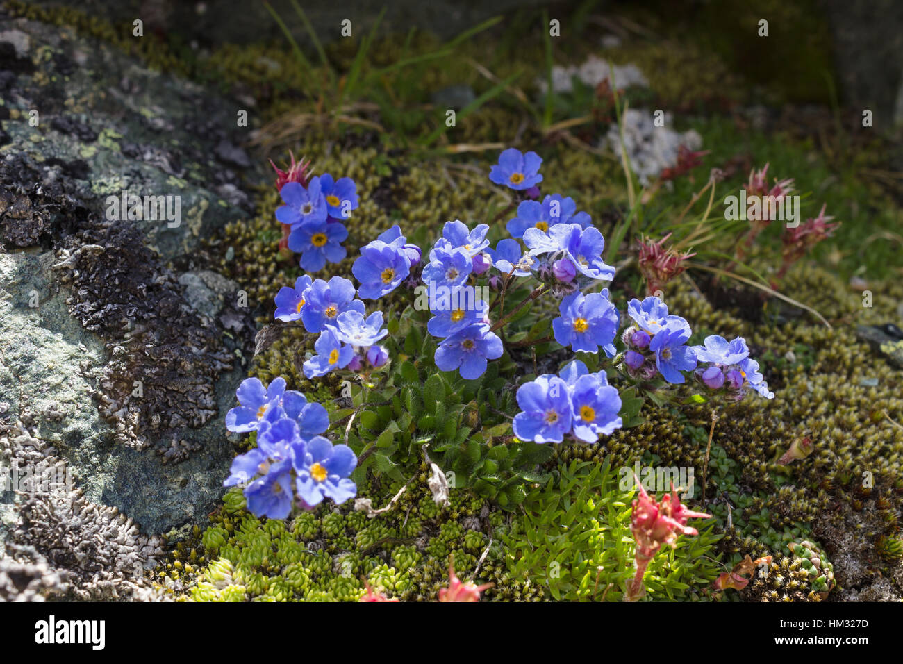 Di fiori alpini Eritrichium nanum (artico dimenticare alpino-me-no), Valle d'Aosta. Foto scattata a un'altitudine di 2900 metri Foto Stock