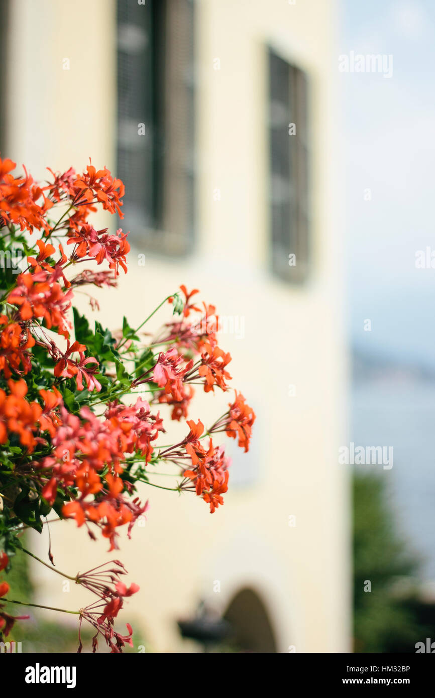 Rosa Rosso Fiori con Villa Balbianello Lenno Lago di Como in background Foto Stock