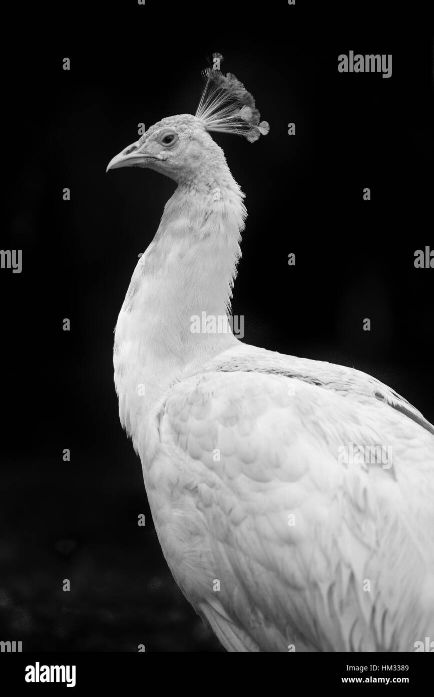 Busto di profilo di un albino peacock in bianco e nero Foto Stock