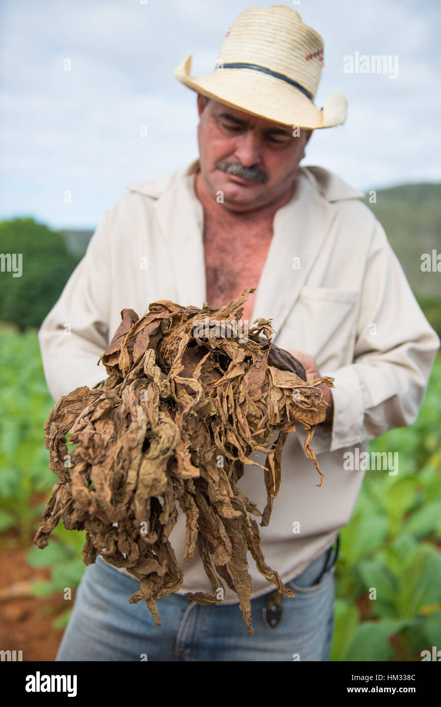 Il tabacco cubano agricoltore ispeziona il tabacco essiccato sulla sua azienda in Cuba Foto Stock