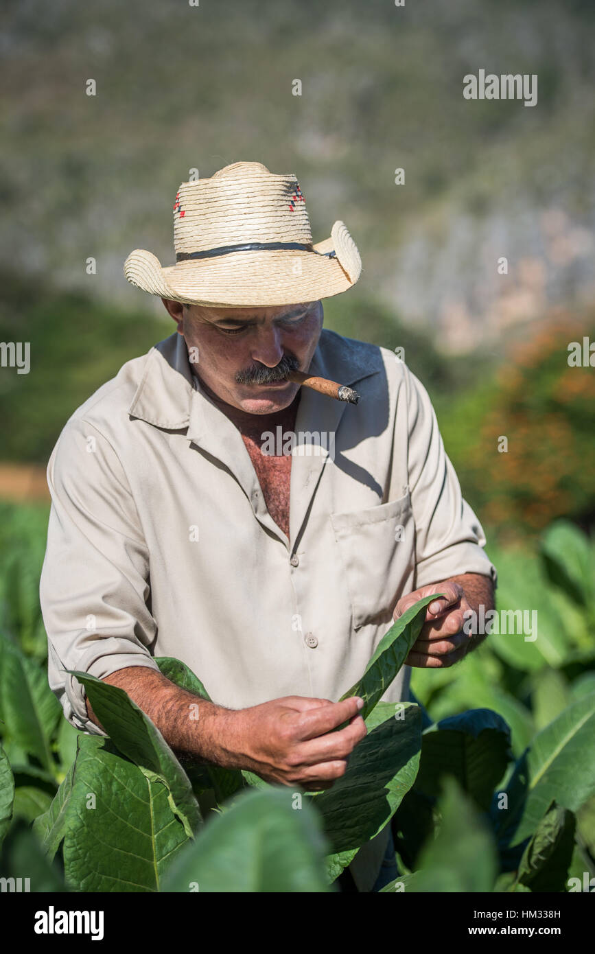 Bello il tabacco cubano agricoltore di fumare un sigaro e ispezionando le sue coltivazioni della sua azienda agricola in Vinales Valley, Cuba Foto Stock