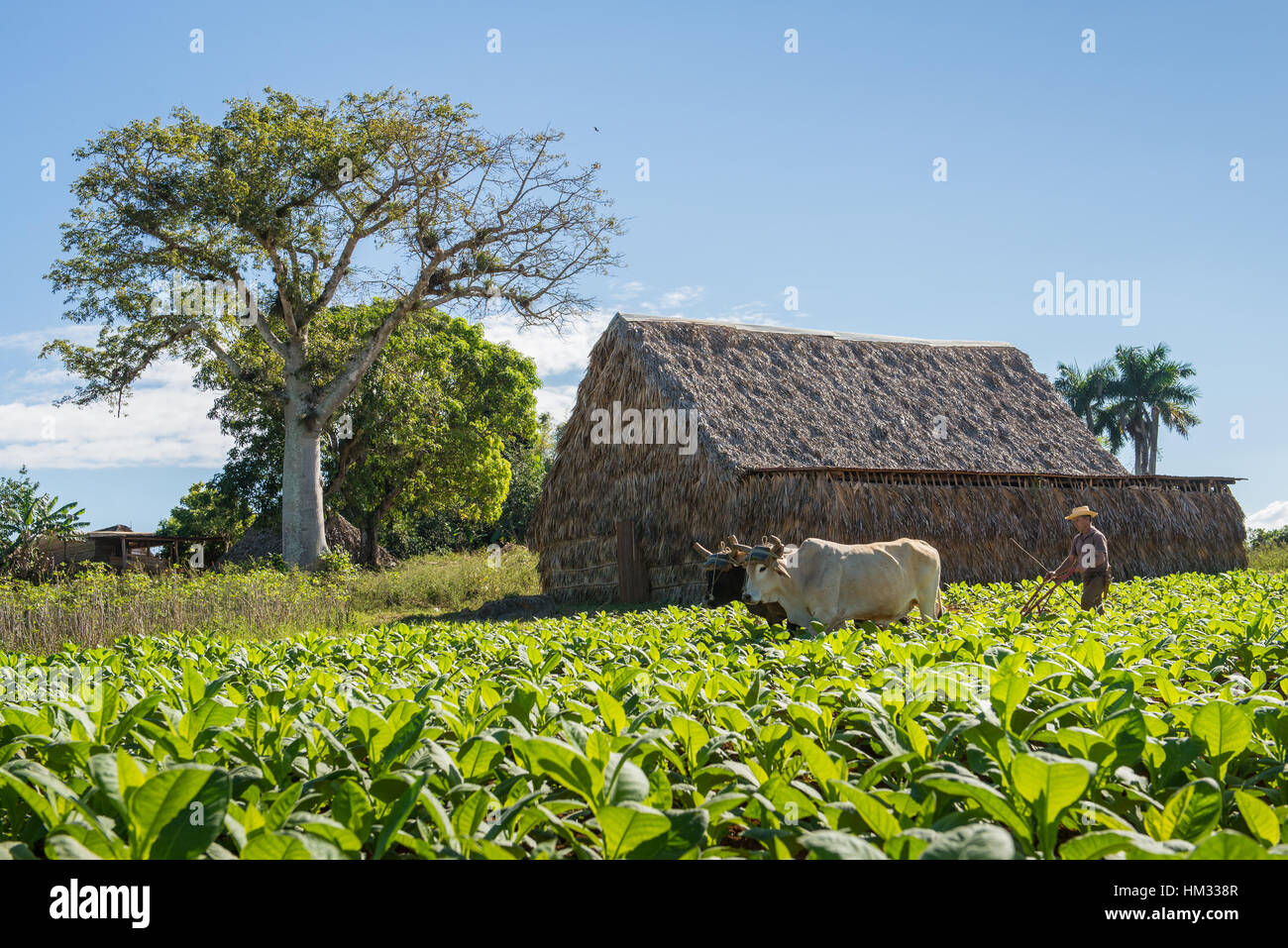Il tabacco cubano contadino ara campo con i buoi in Vinales, Cuba Foto Stock