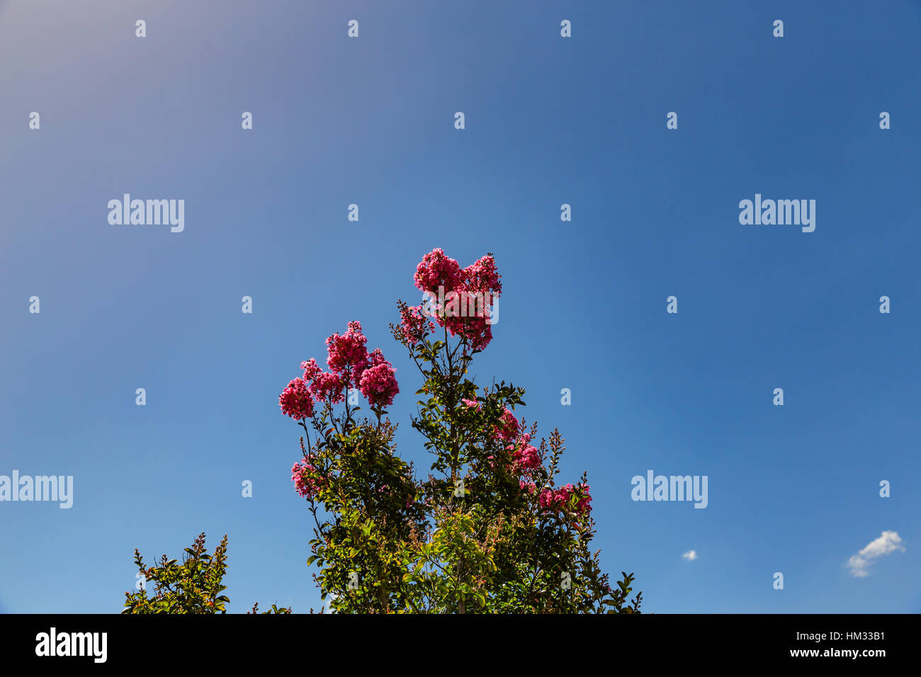 Deep pink crêpe fiori di mirto contro il luminoso cielo blu Foto Stock