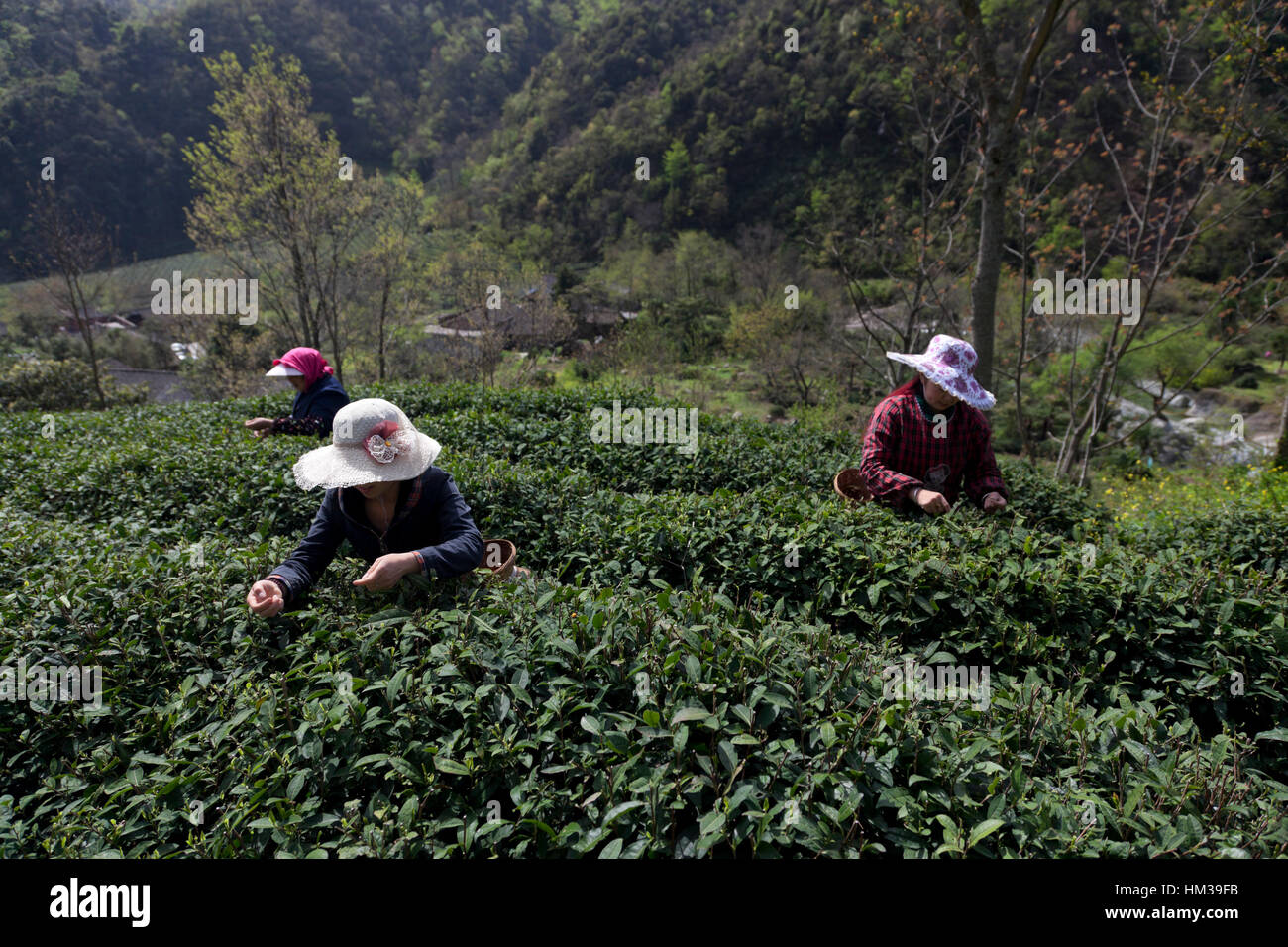 Le donne di indossare cappelli contro il sole la raccolta di tè presso una piantagione di tè nelle montagne del Sichuan in Cina. Foto Stock