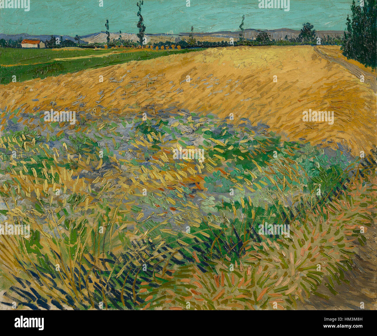 "Korenveld" (campo di grano), un pezzo della collezione del Museo Van Gogh, riflette l'esplorazione dei paesaggi rurali di Vincent van Gogh. Il dipinto mostra colori vivaci e pennellate espressive tipiche dello stile di Van Gogh. Foto Stock