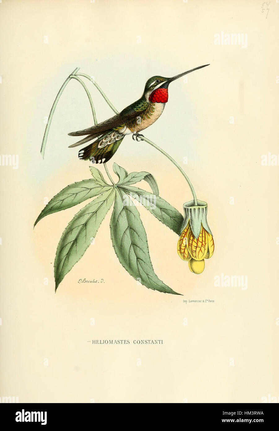 Questo pezzo, "Histoirenaturel04muls 0193", sembra essere un'illustrazione storica o scientifica, probabilmente legata alla storia naturale. Può rappresentare un organismo specifico, una caratteristica geologica o un fenomeno biologico, che riflette l'interesse scientifico del suo tempo. Foto Stock