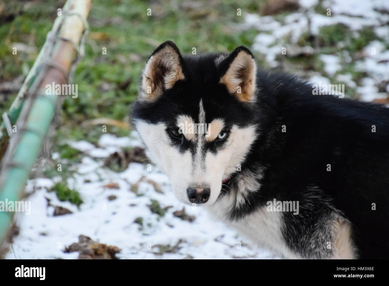 Husky cane con occhi diversi. In bianco e nero husky. Marrone e gli occhi blu. Foto Stock