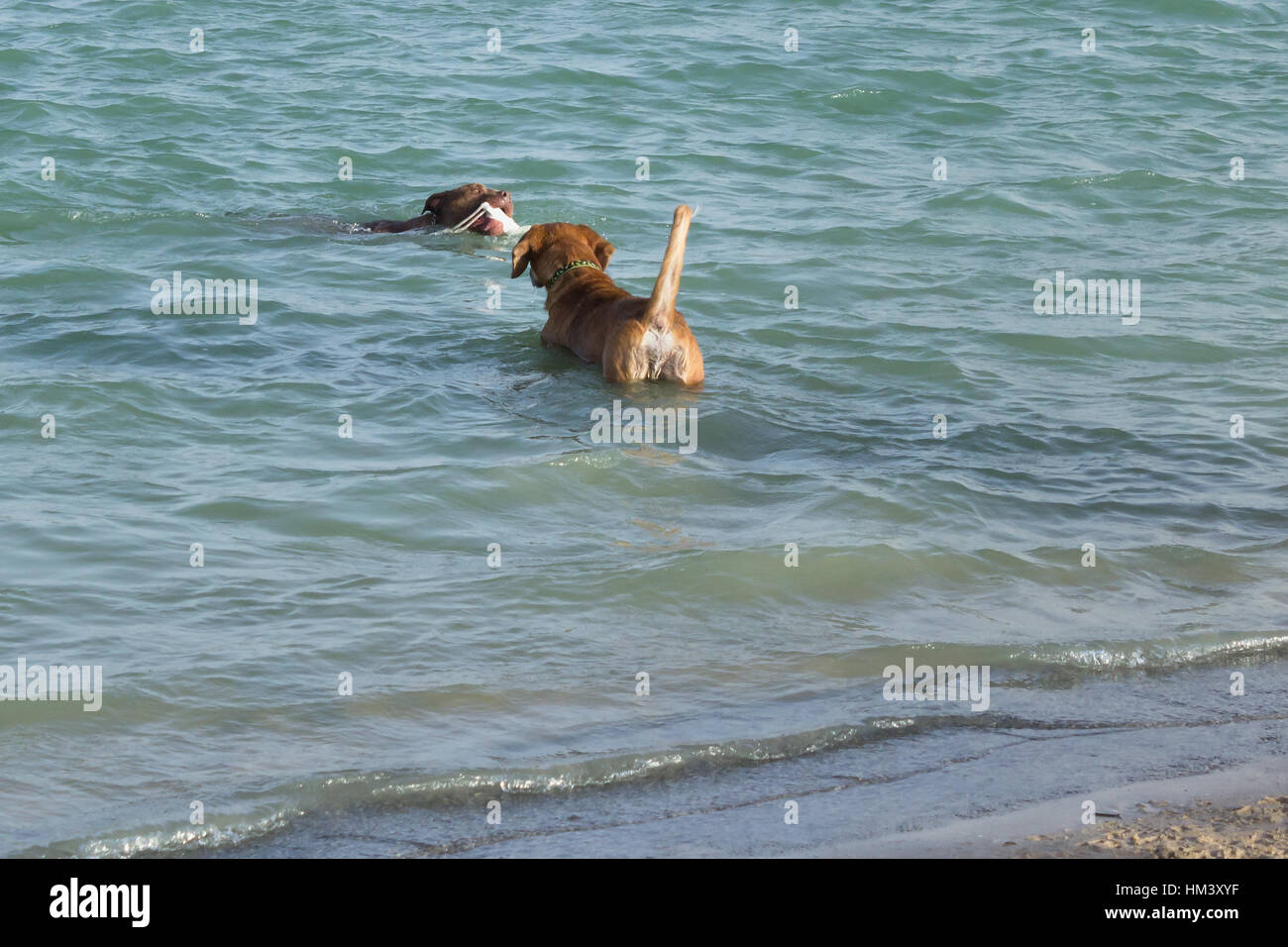 Mix Beagle, in piedi in acqua con la coda per la fotocamera, orologi pit bull mix portare bianco giocattolo di fetch a riva di un cane parco stagno di ritenzione Foto Stock