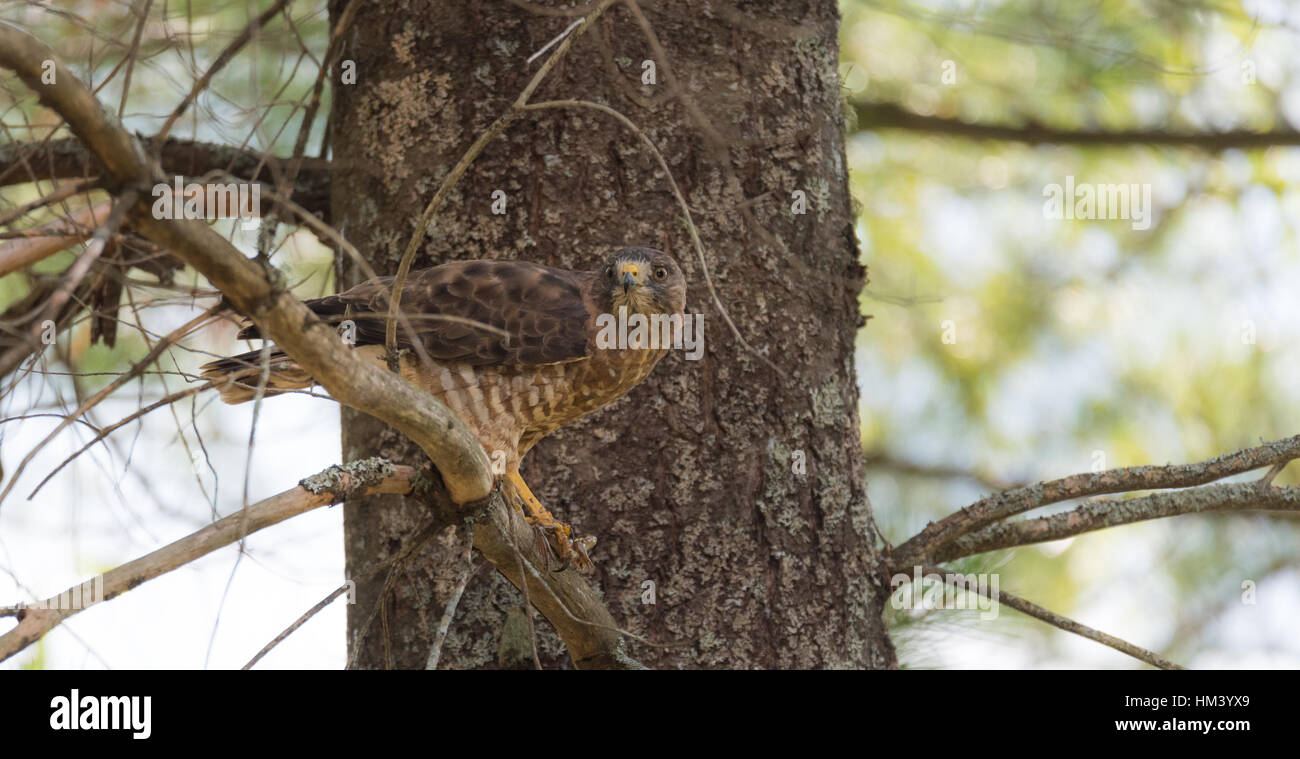 Rapace, Red-Tail Hawk. In un albero, rip apart & mangia una rana nella drammatica & display grafico. Bird mangiare è preda poi in riposo, & arruffamento delle piume Foto Stock