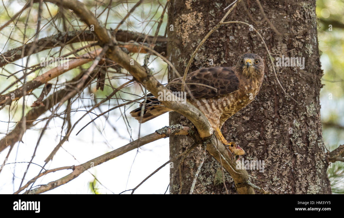 Rapace, Red-Tail Hawk. In un albero, rip apart & mangia una rana nella drammatica & display grafico. Bird mangiare è preda poi in riposo, & arruffamento delle piume Foto Stock