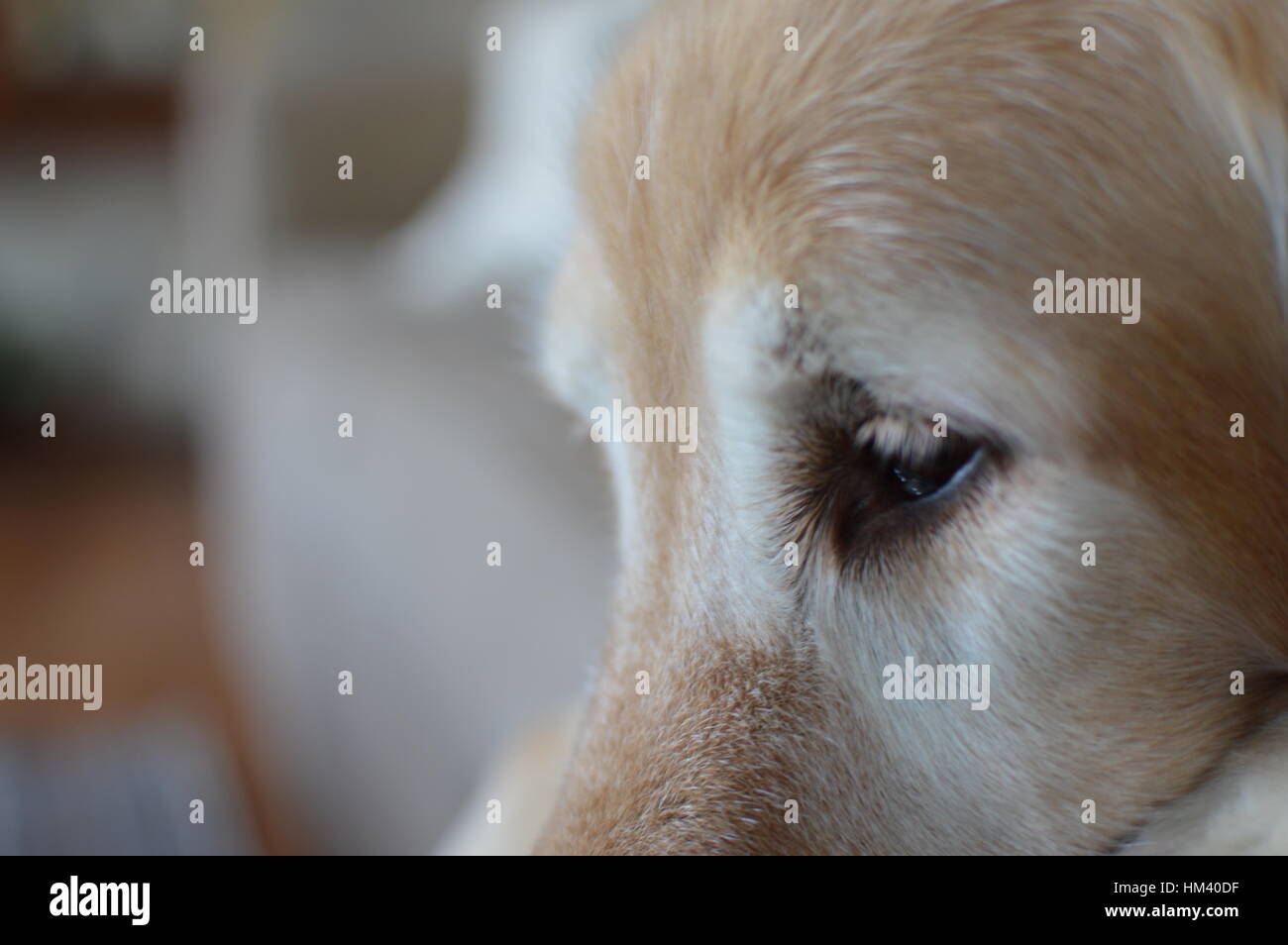 Il Golden Retriever che stabilisce Foto Stock