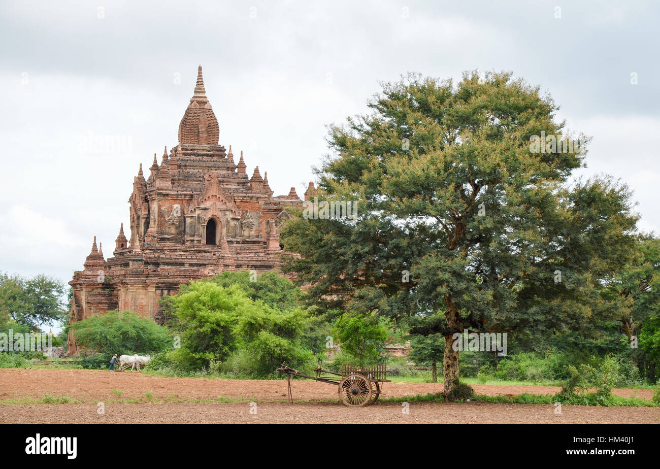 Ox carrello aratura nel solco di Bagan, Myanmar Foto Stock