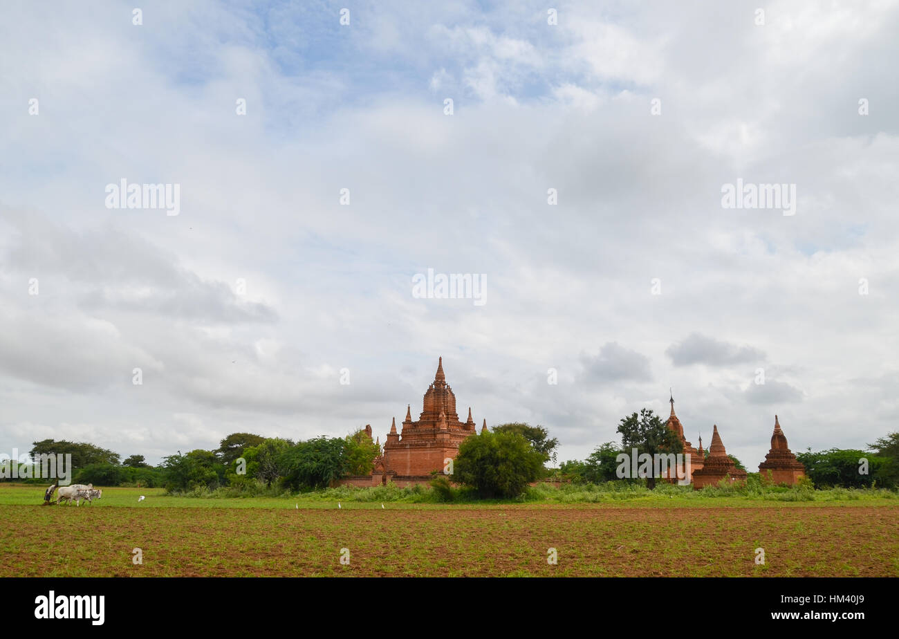 Ox carrello aratura nel solco di Bagan, Myanmar Foto Stock