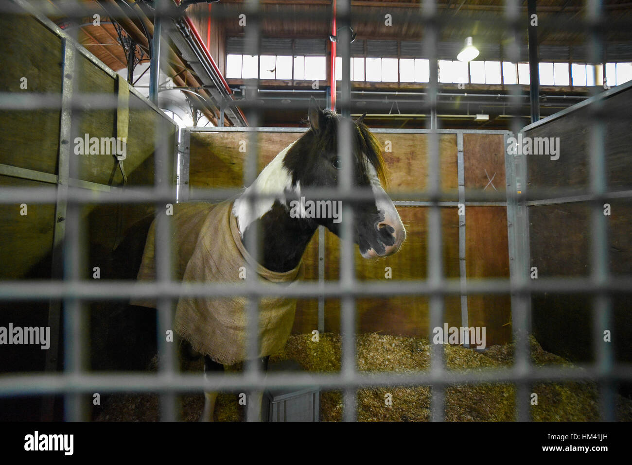 Bianco e nero pinto cavallo coperto con una coperta in una stabile Foto Stock