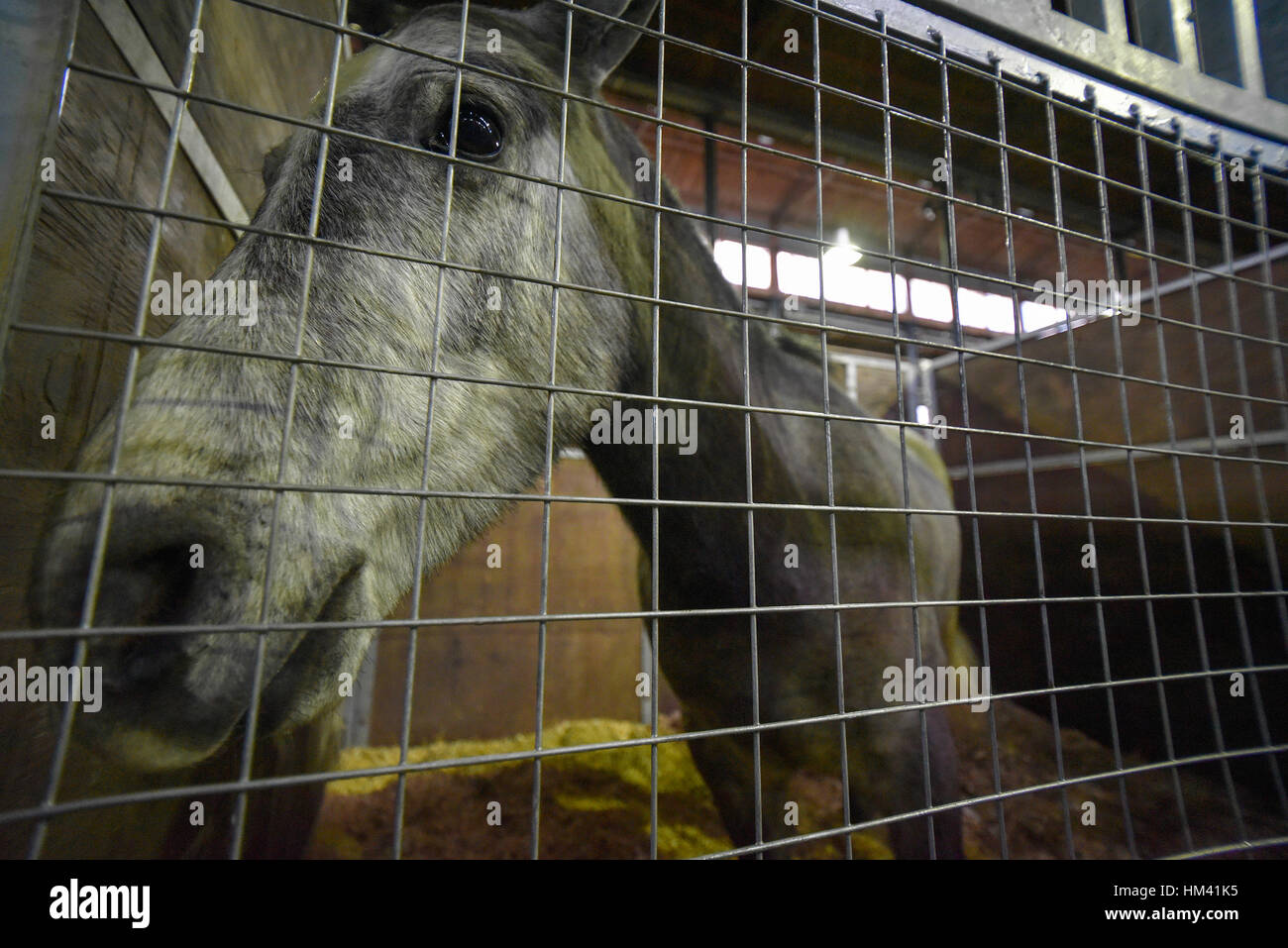 Grigio a testa di cavallo stretta in una stabile Foto Stock
