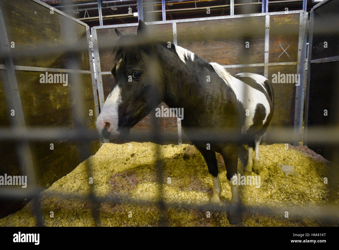 Paura in bianco e nero pinto cavallo in una stabile Foto Stock