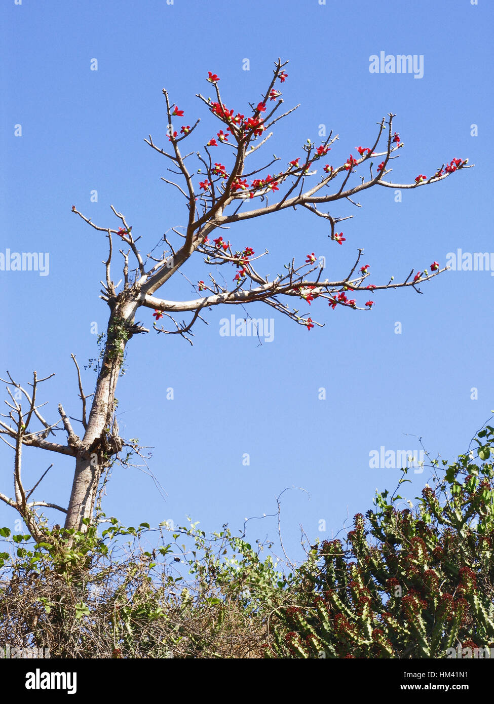 Bombax Ceiba. Seta rossa Cotton Tree. Famiglia: Bombacaceae. Un grande albero a foglie decidue con splendidi fiori che vengono impollinate da uccelli e pipistrelli. Foto Stock