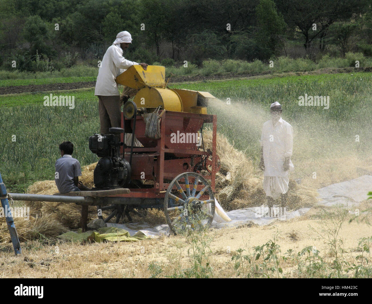 Fresa di fieno nelle zone rurali del Maharashtra, India Foto Stock