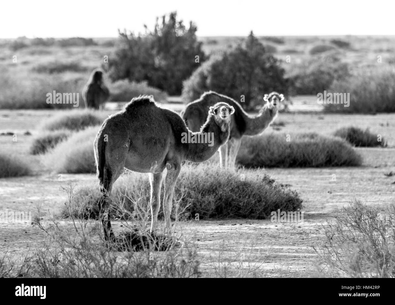 Cammelli nel deserto, Tozeur oasis, Tunisia Foto Stock