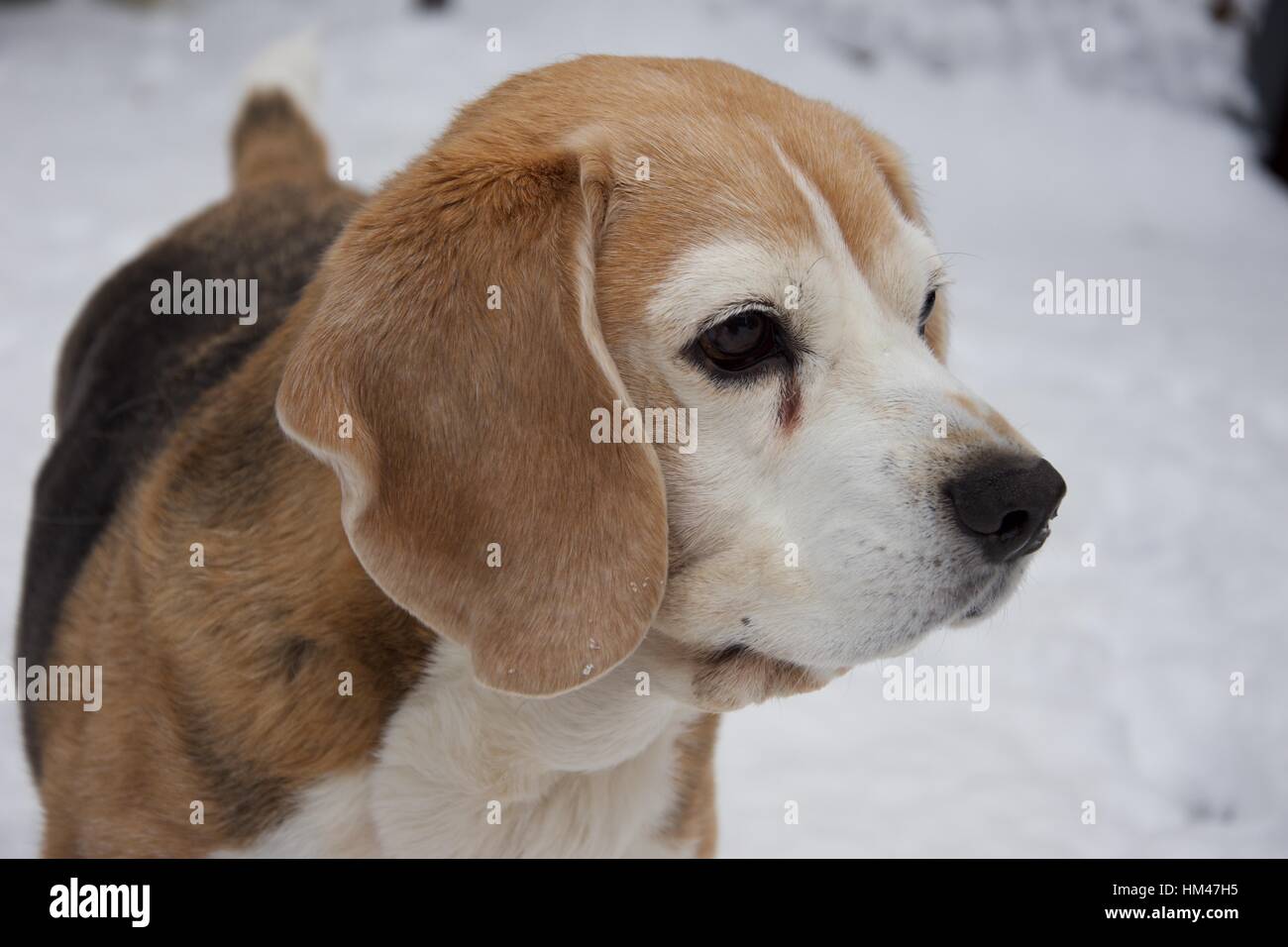 Ragazza cane beagle in inverno con neve su viso e naso Foto Stock