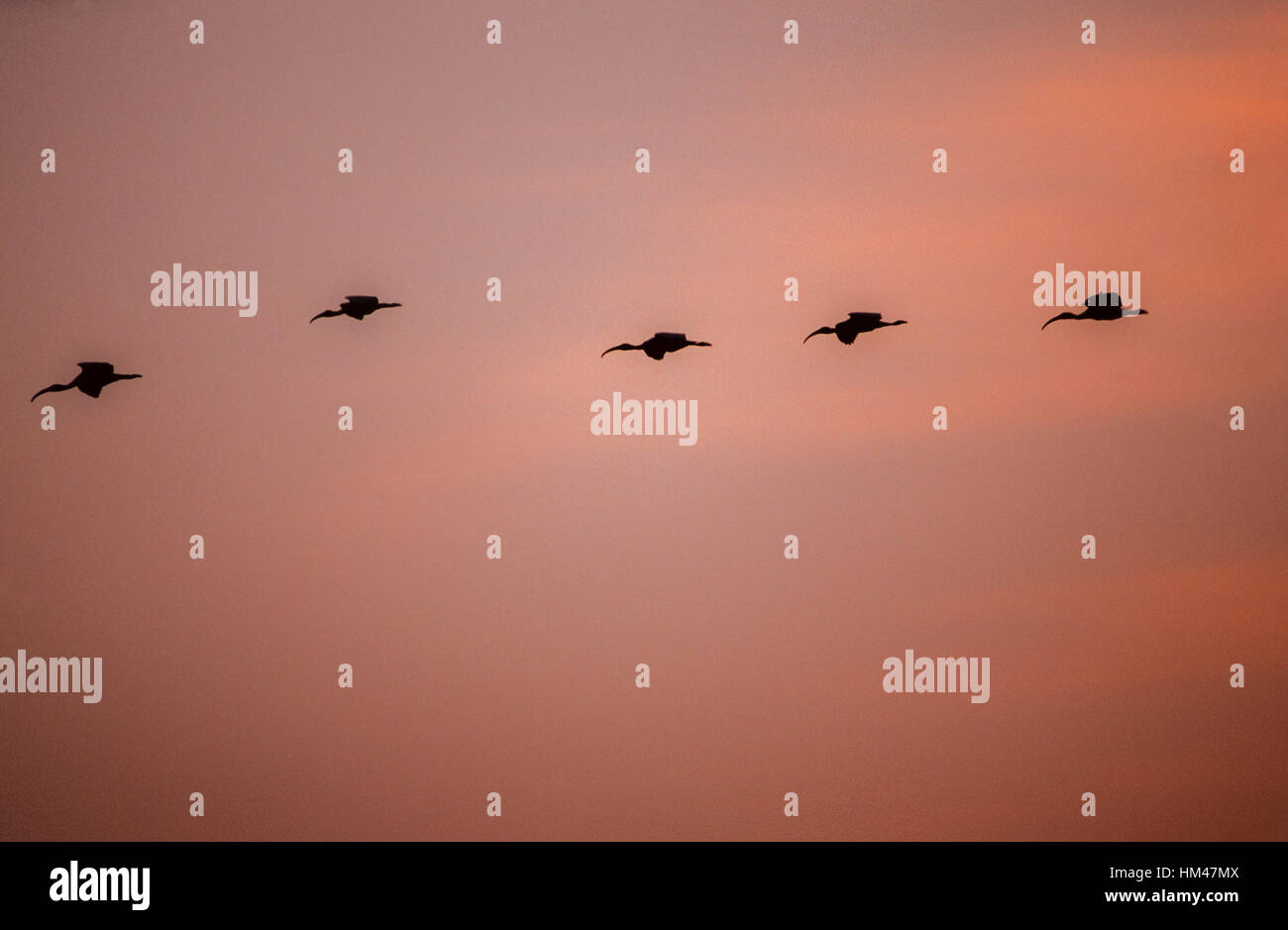 Ibis lucido, (Plegadis falcinellus),gregge battenti per notturne sono ' appollaiati site al crepuscolo,Keoladeo Ghana Parco Nazionale,Rajasthan,l'India Foto Stock