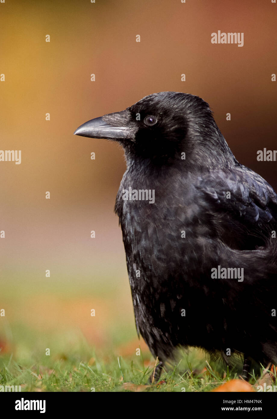 I capretti Carrion Crow, Corvus corone,sull'erba, Foto Stock