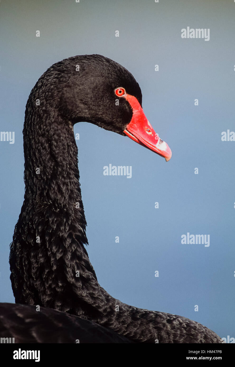 Black Swan,(Cygnus atratus), Nuovo Galles del Sud, Australia Foto Stock
