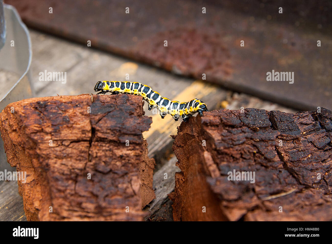 Bella caterpillar si insinua sul pezzo di vecchio legno marrone. Caterpillar del Vecchio Mondo a coda di rondine (Papilio machaon) Foto Stock