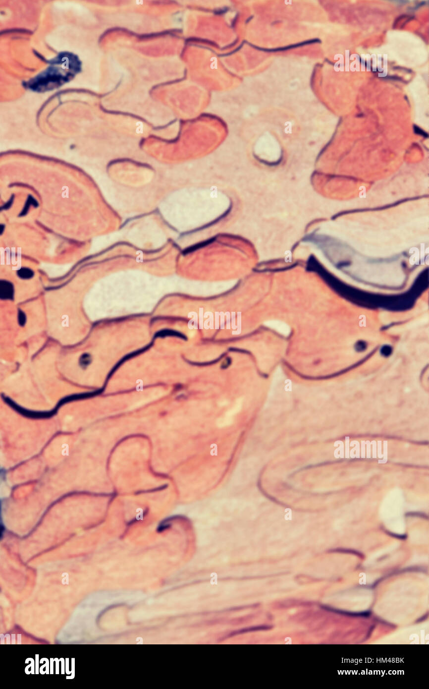 Tonalità di colore sfumato sfondo astratta fatta di corteccia di albero. Foto Stock