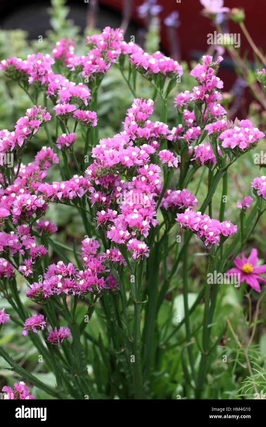 Fiori Statice o noto anche come Limonium sinuatum, mare lavanda, tacca foglie di rosmarino di palude, mare rosa, lavanda wavyleaf Foto Stock