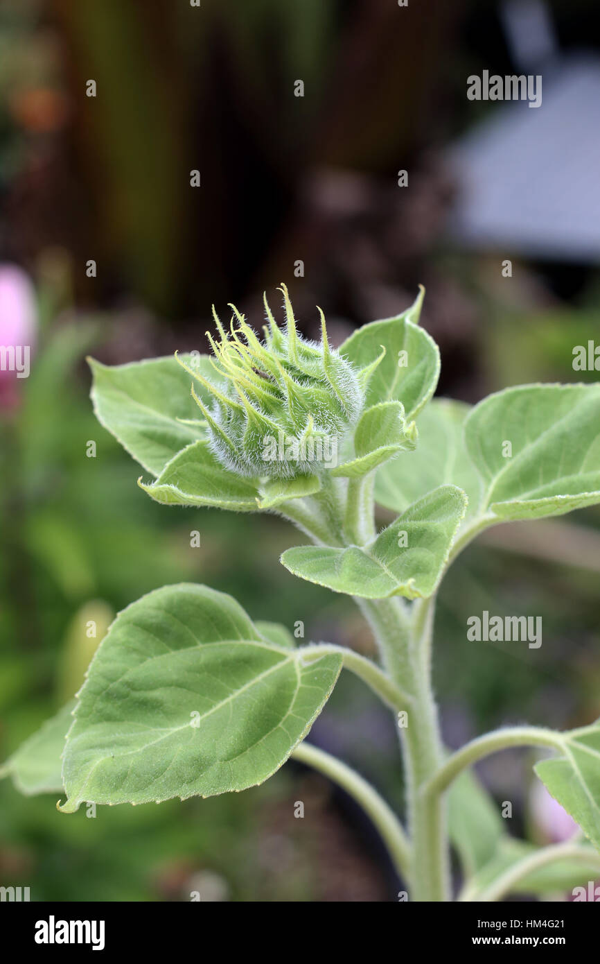 Immagine ravvicinata di girasole bud Foto Stock